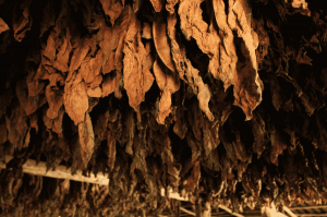 susenie tabakove listy zavesene