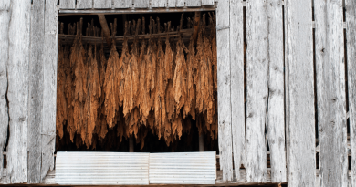 stofola v ktorej sa suší tabak zavesený na lanách