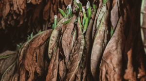 sušenie tabakových listov zavesených na špagátoxh