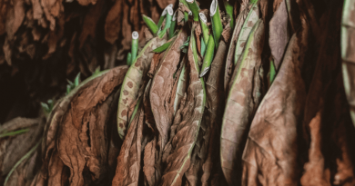 sušenie tabakových listov zavesených na špagátoxh