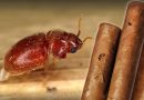 Tabakový chrobák a cigary prederavené larvami