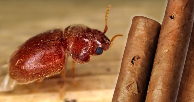 Tabakový chrobák a cigary prederavené larvami