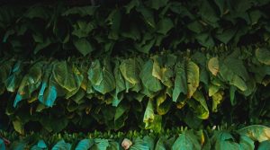 zavesené listy čerstvého zeleného tabaku